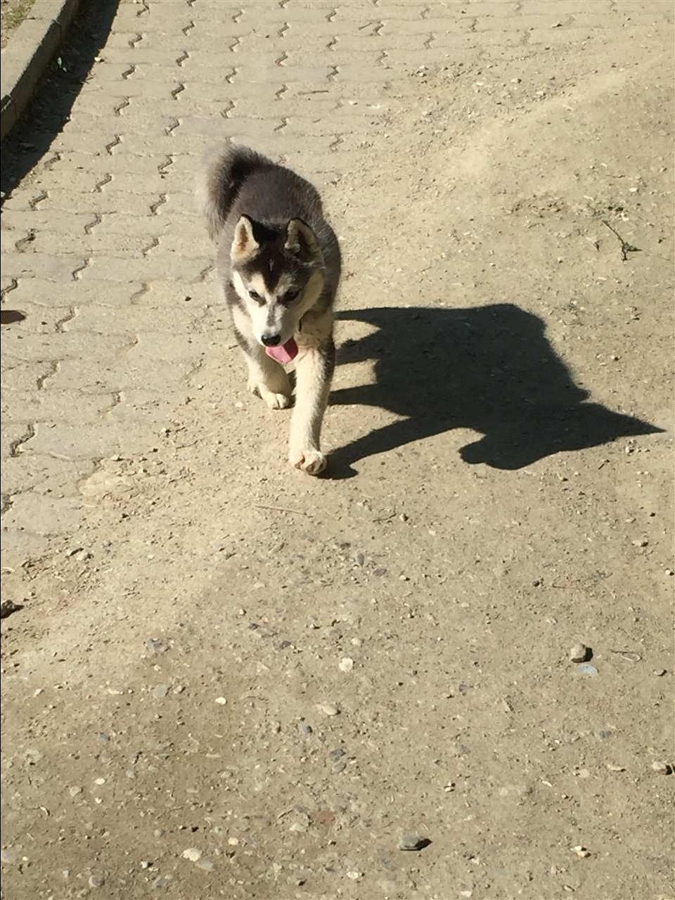 hasky-klysh-