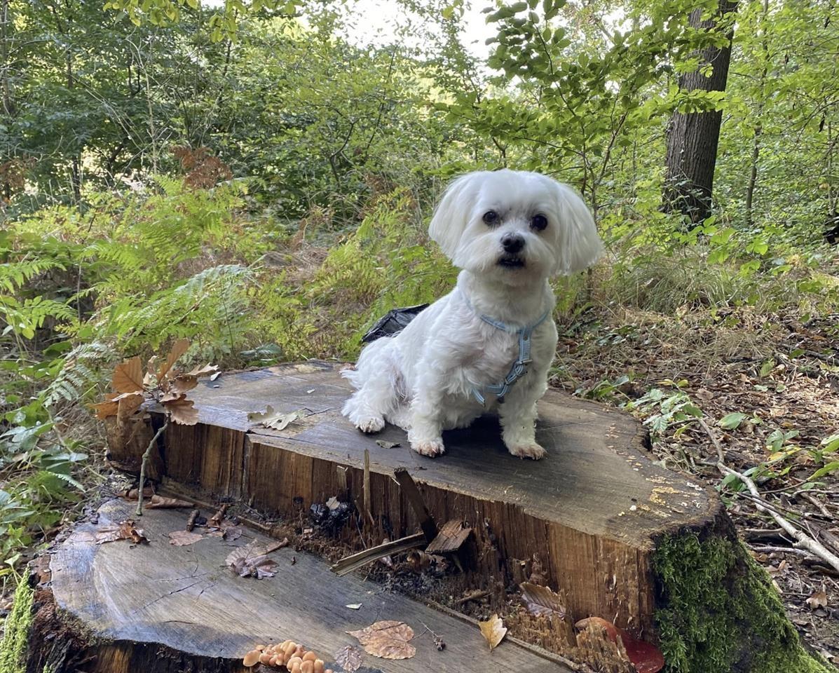 Maltese