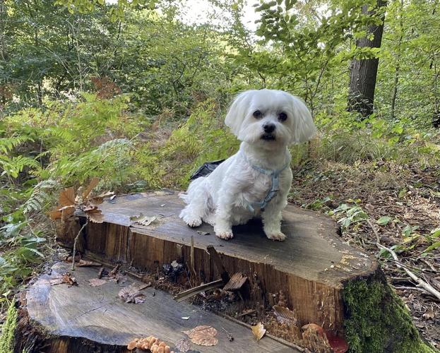 Maltese