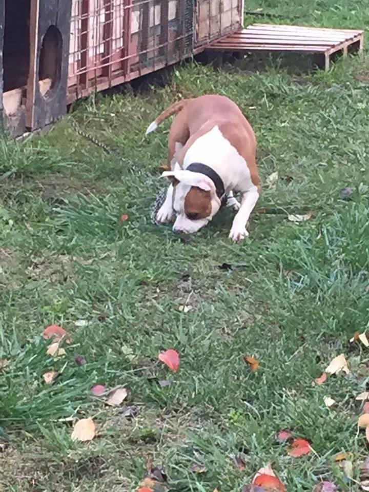 pit--bull