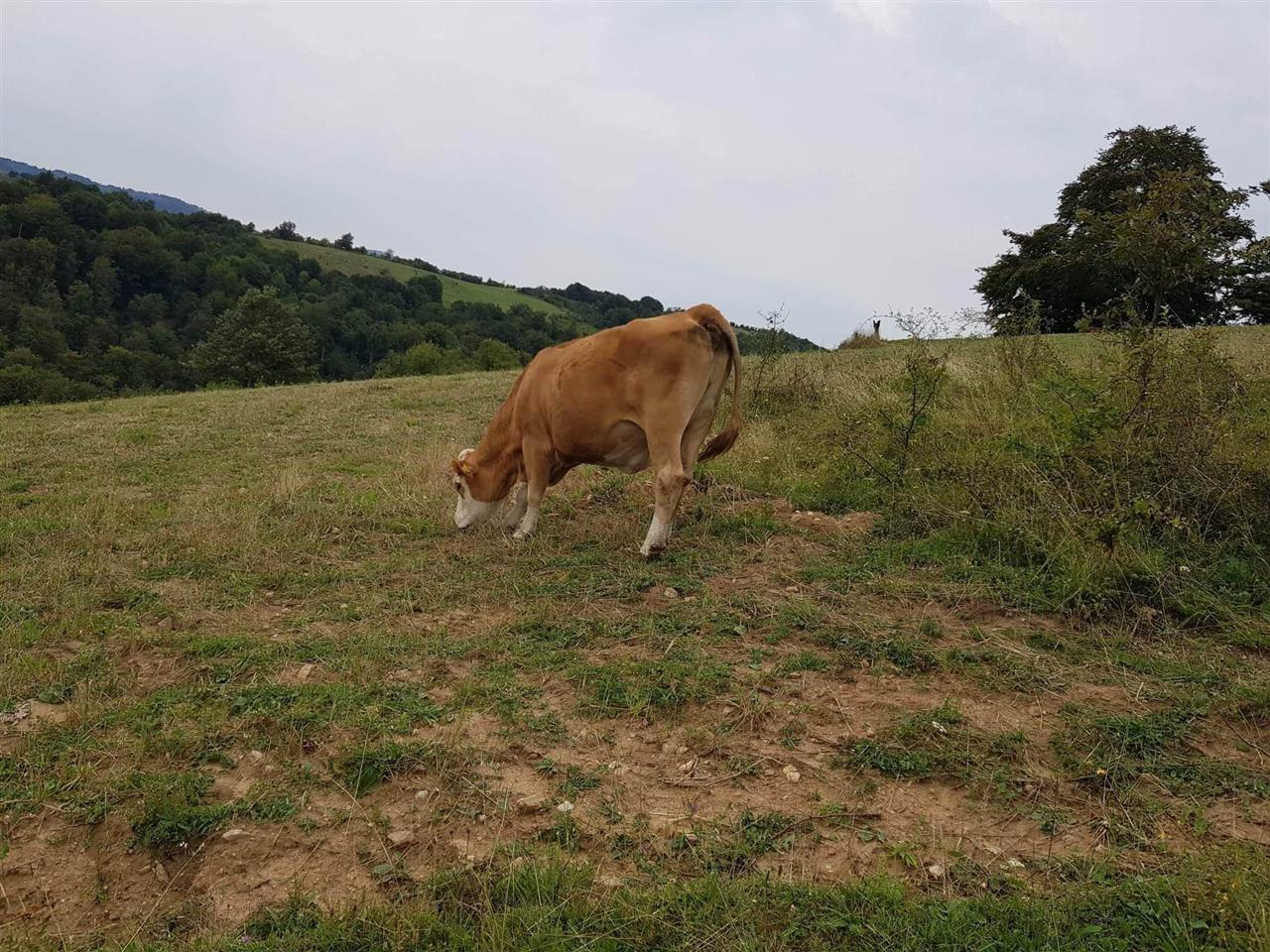 Lopte