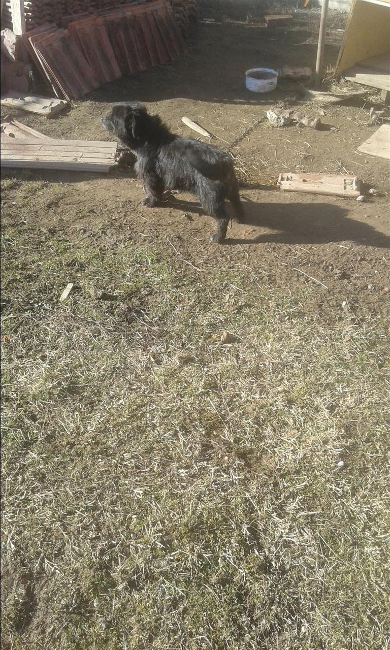 bubi