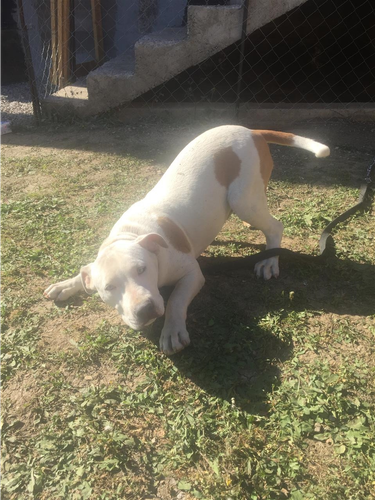 Pitbull