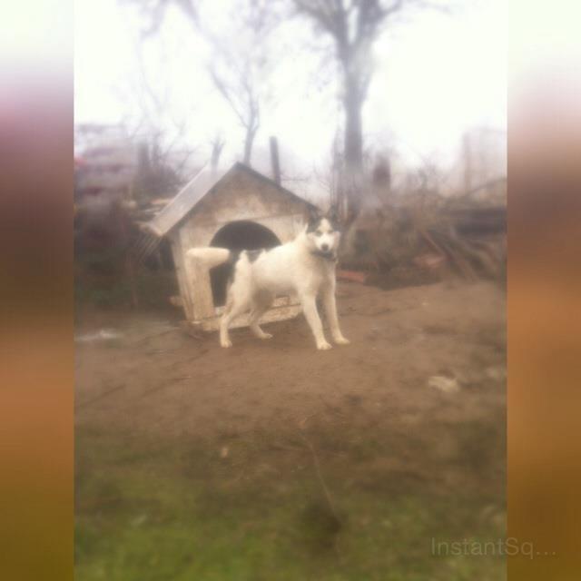 Haski