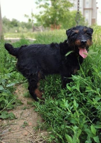 Terrier