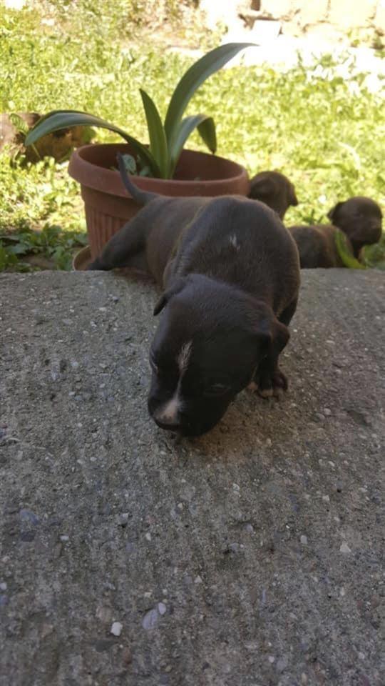 Shes-klysha-pitbull-red-nos