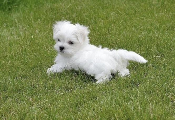 Maltezer