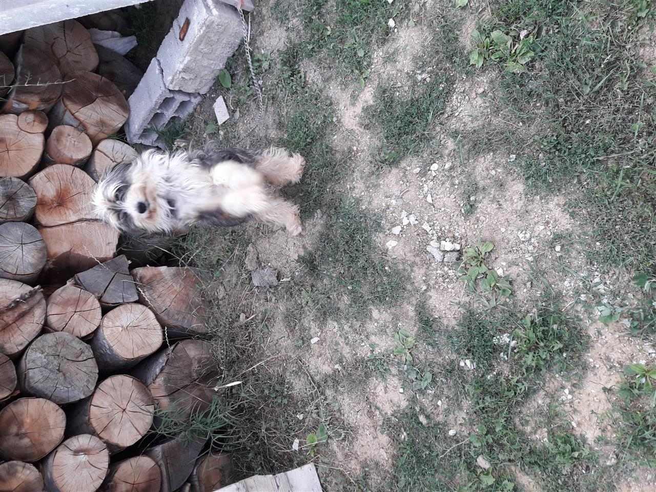 titulli