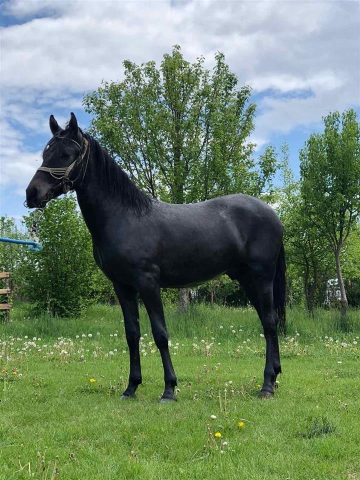 Kali