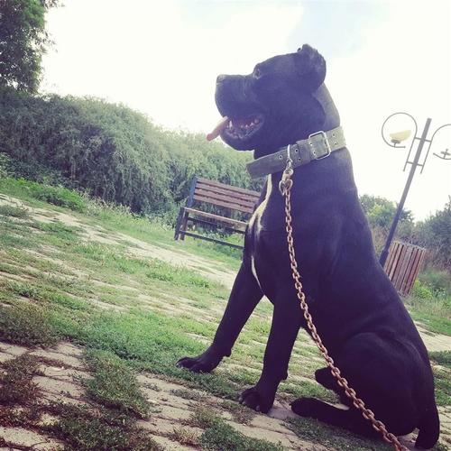 cane corso