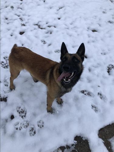 Belg malinois