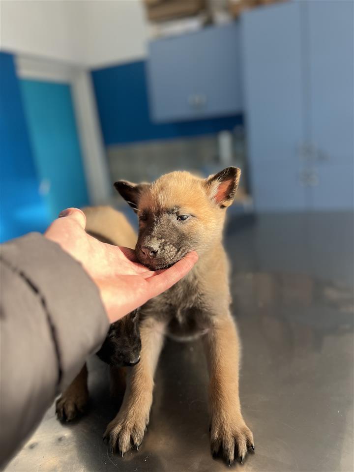 Belg-malinois
