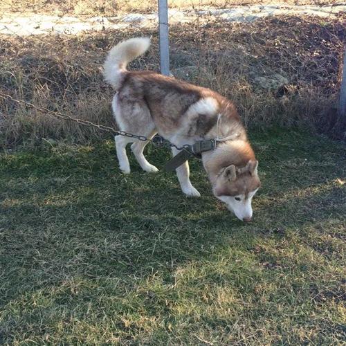 Hasky