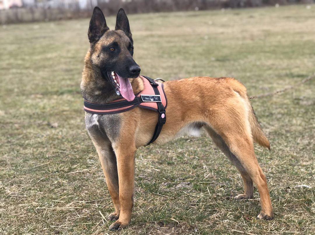 Belgian-malinois-