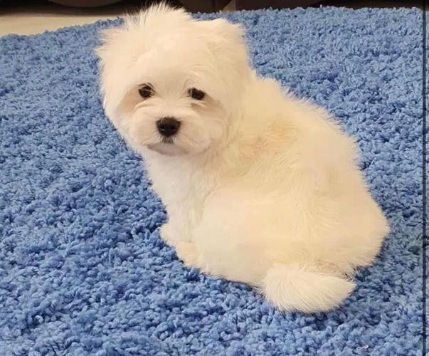Maltezer