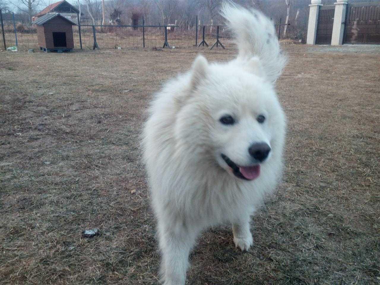 Samoyed