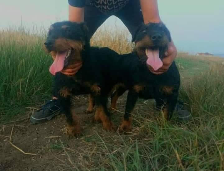 Terrier