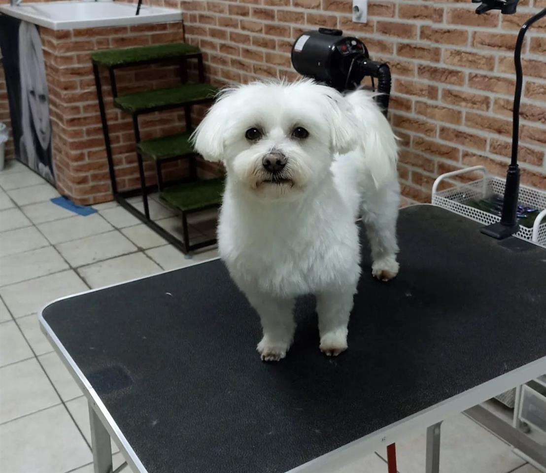 Maltezer