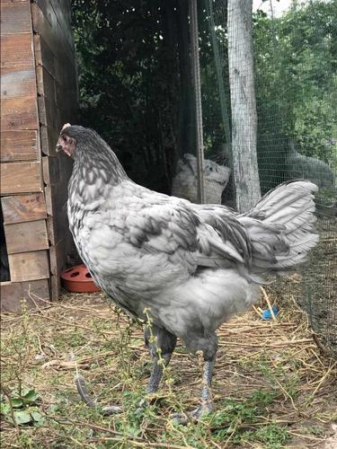 Australorp Zoj pula