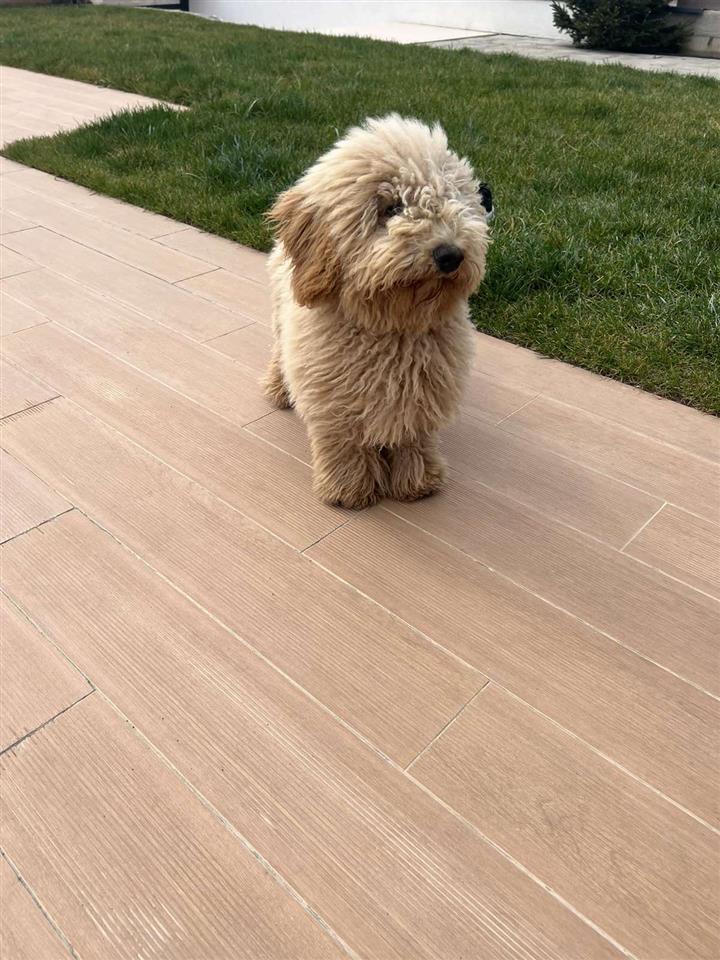 Shitet-Poodle