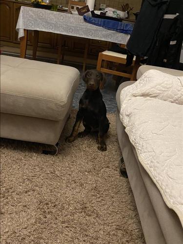 Doberman 
