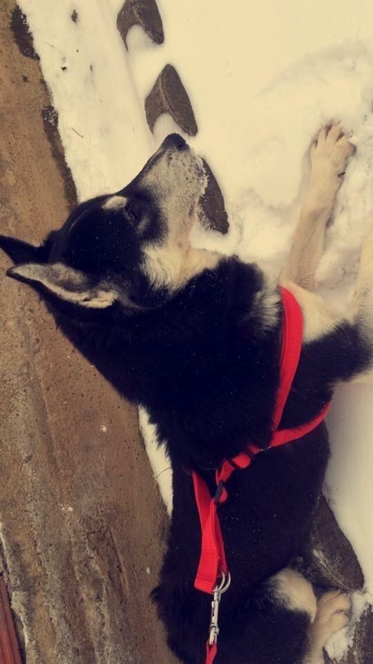 Haski