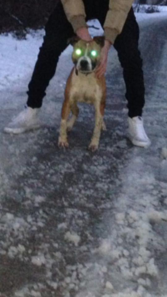 pitbull