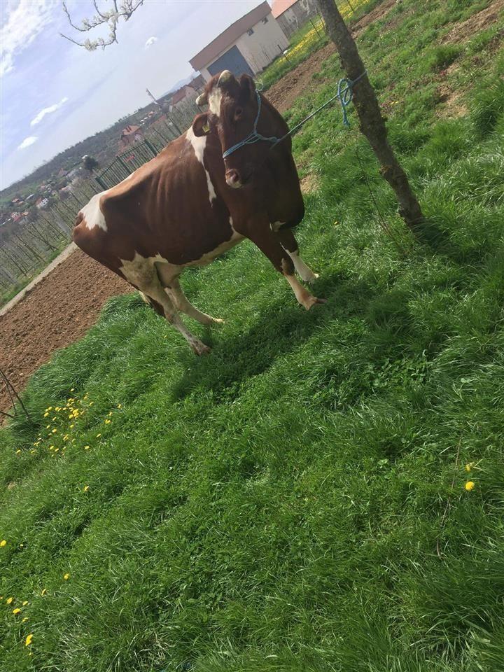 Shes-lopen-