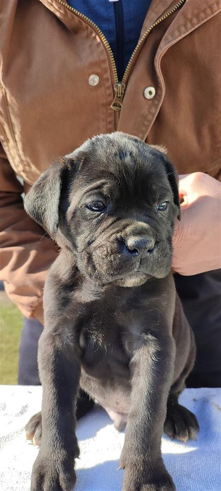 Cane-Corso