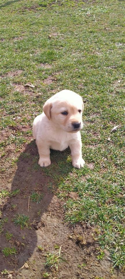 Labrador-retriver