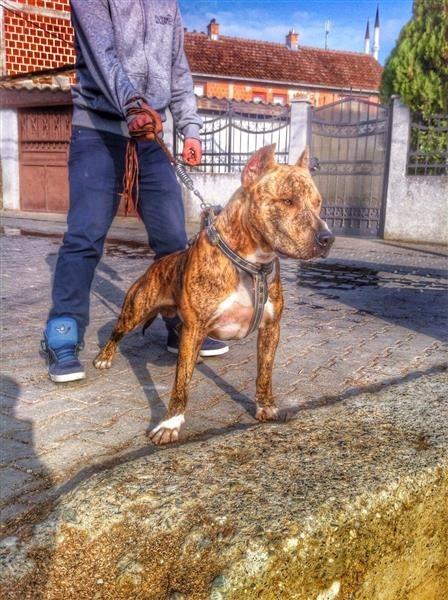 Pitbull