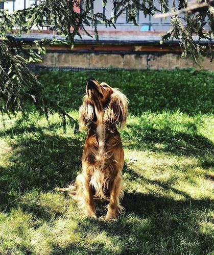 Cocker spaniel