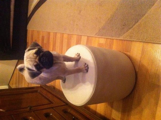 Shitet Pug dog