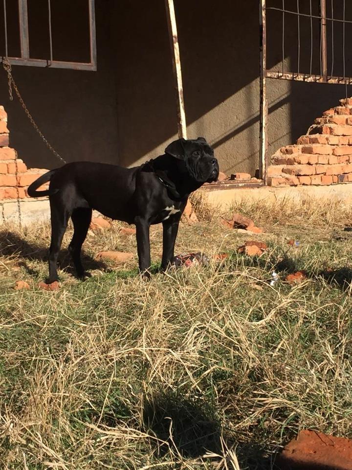 Cane-Corso-