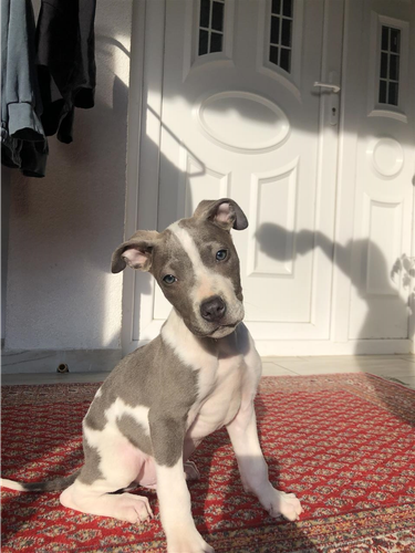 Pitbull