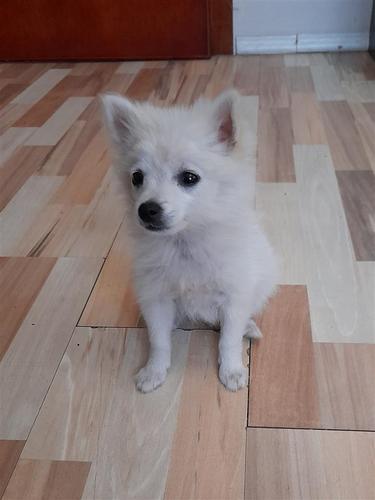 mini spitz