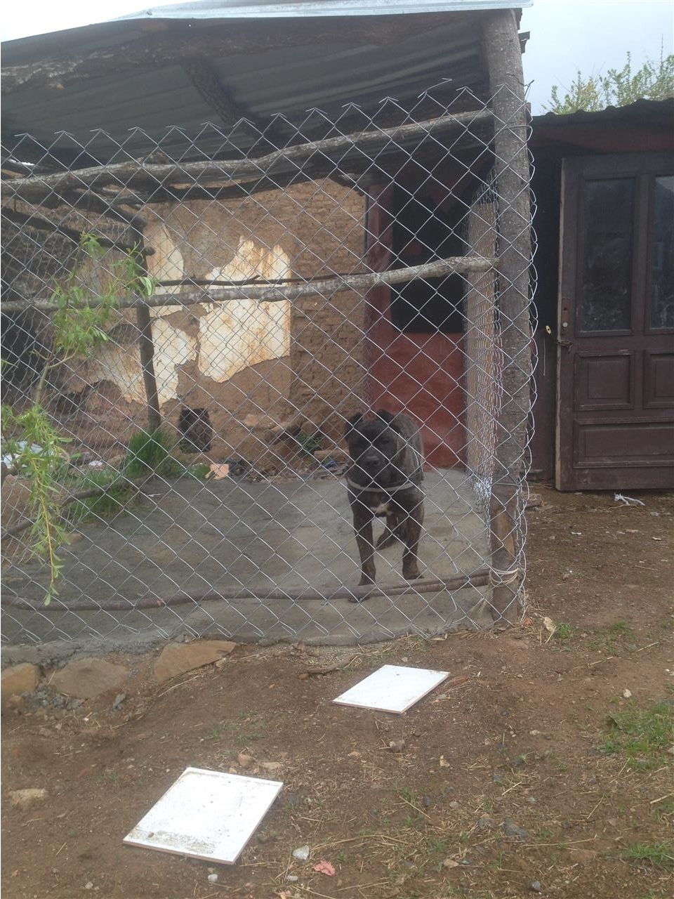 Cane-corso-