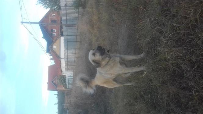 Roki