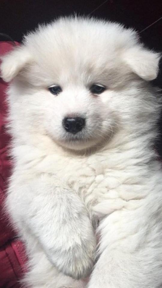 Samojed-