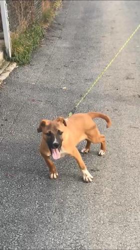 PitBull