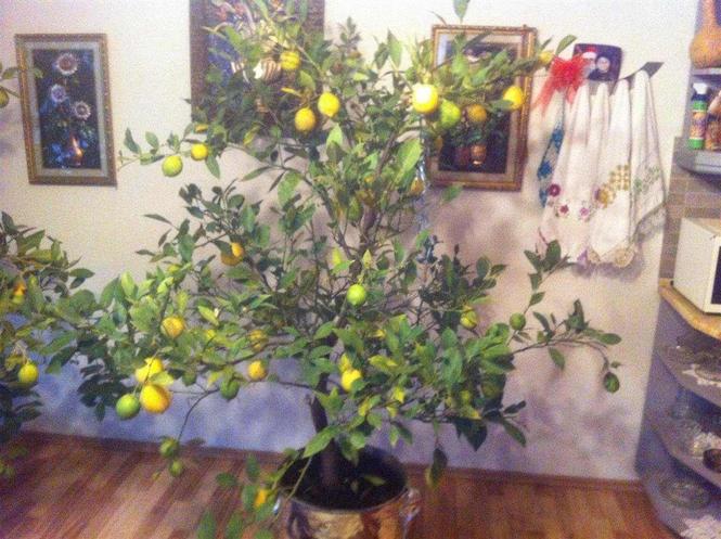 Limona