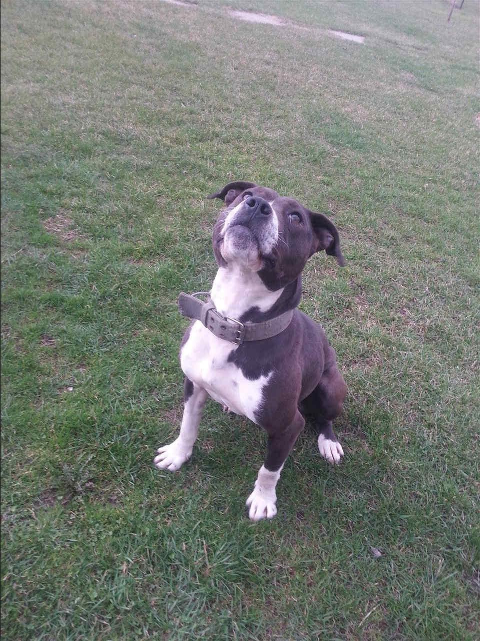 Pitbull