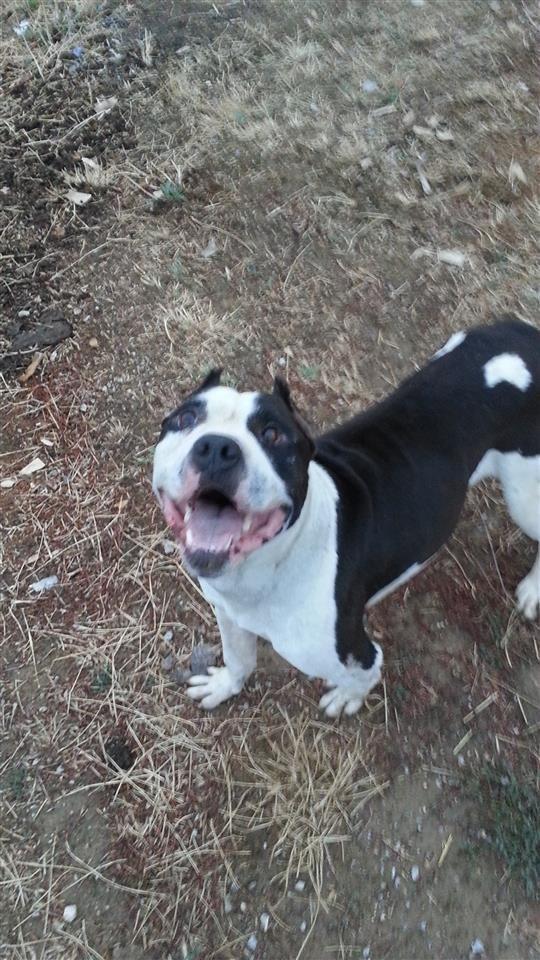 pit-bull-