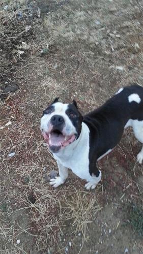 pit bull 