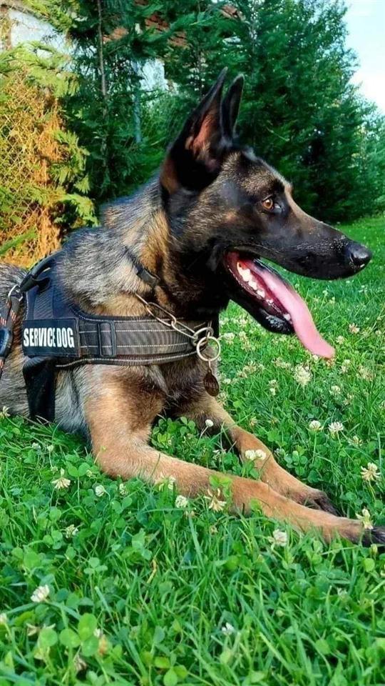 Kelysh-Belg-Malinois