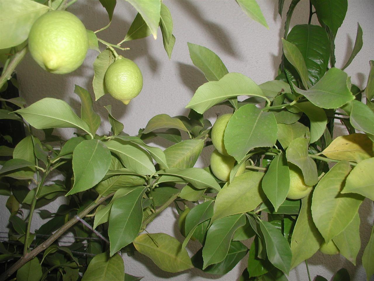 Limon