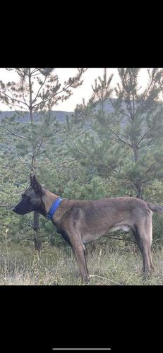 Begl malinois