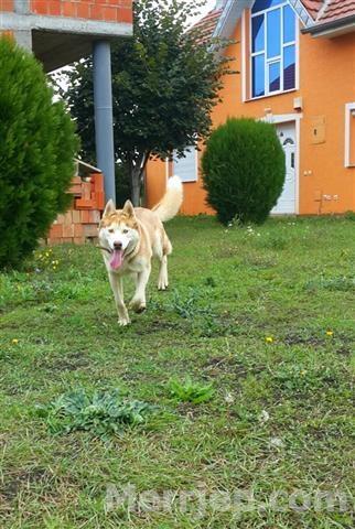 HUSKY