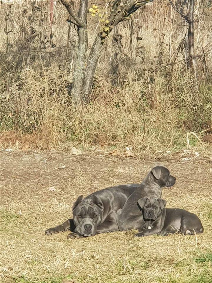 Cane-corso