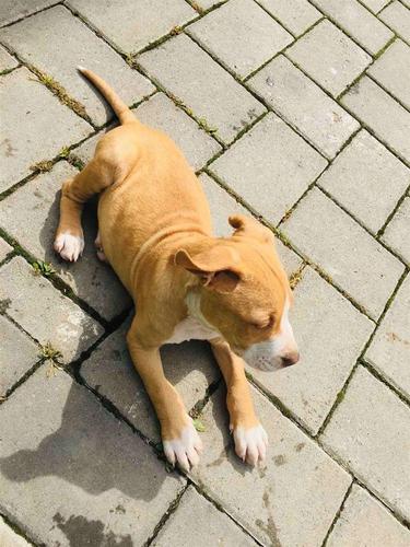 Pitbull